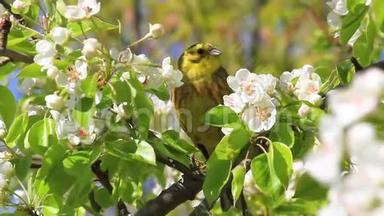 一只美丽的鸟在花间歌唱